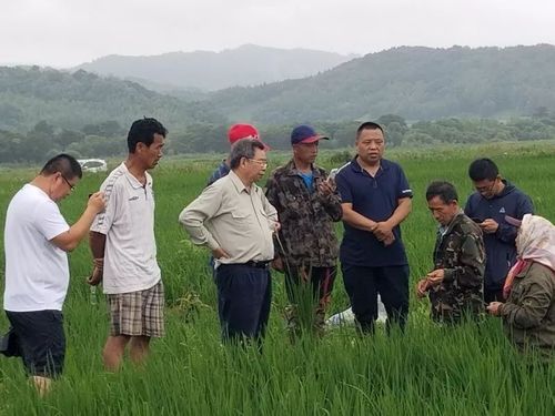 科技兴农结硕果 著名水稻栽培专家顾春梅老师全程技术指导下的富防治实践