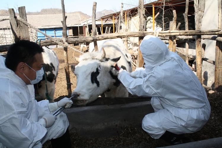 门头沟区动物疫病预防控制中心 筑牢兽医公共卫生防线，服务区域动物健康与安全